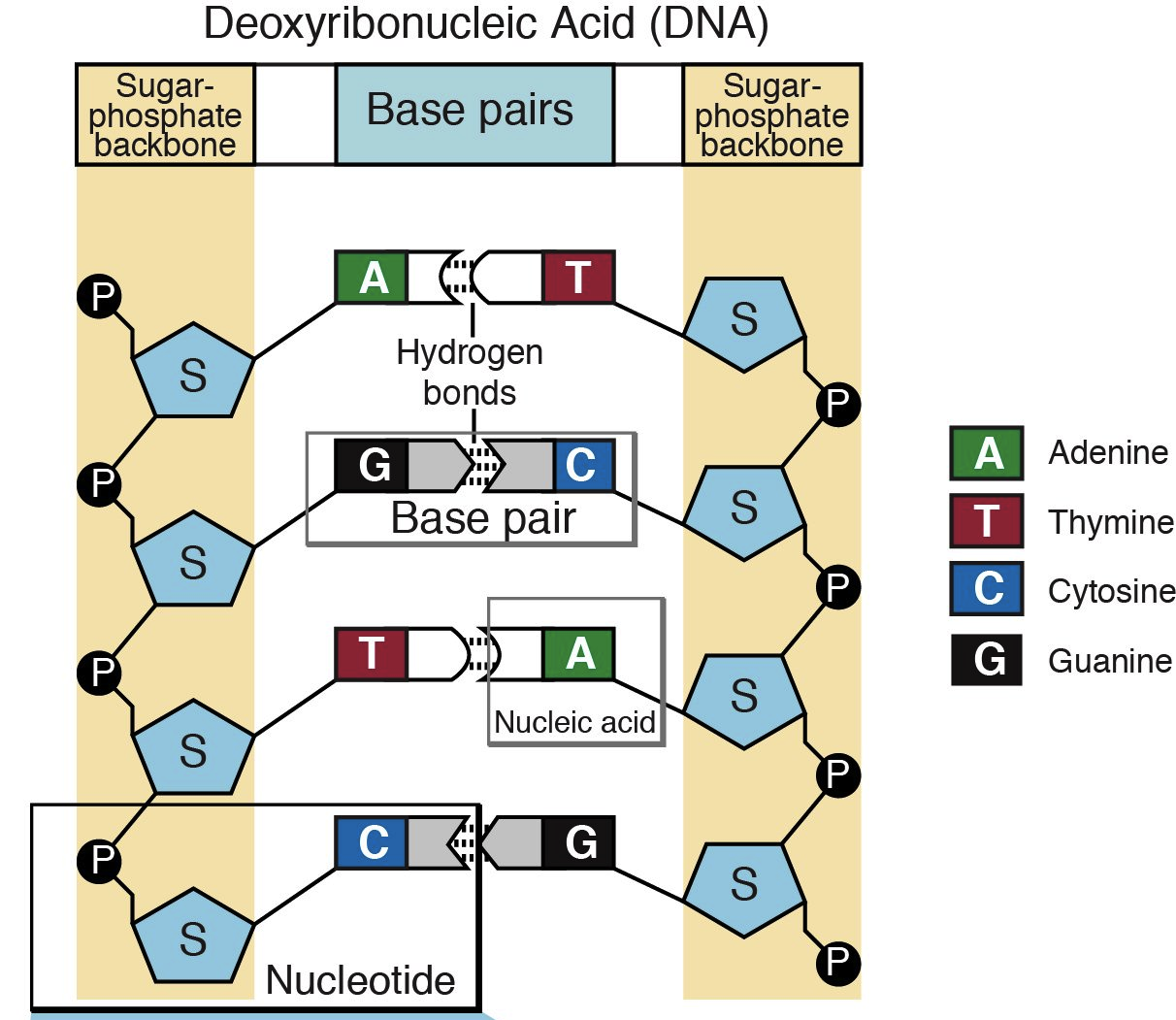 Nucleotides and Bases - Genetics Generation